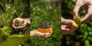 Two Moons Calamansi Gin